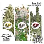 Dutch Passion Seeds Coloured Mix 3